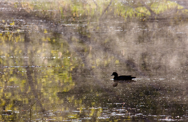 Wood Duck In Wetland